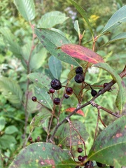 Aronia