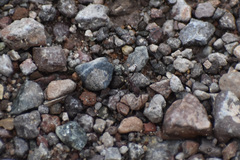 Novomessor albisetosus