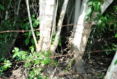 Bravaisia integerrima