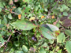 Aronia