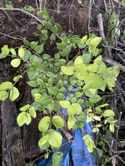 Celtis tenuifolia