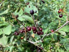 Aronia