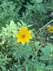 Bidens aristosa