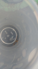 Amblyptilia pica