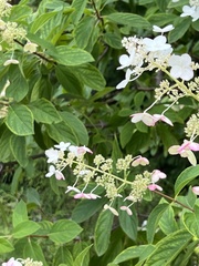 Hydrangea paniculata