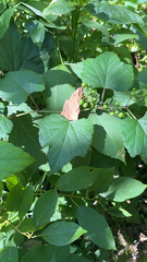 Ampelopsis glandulosa