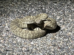 Crotalus scutulatus