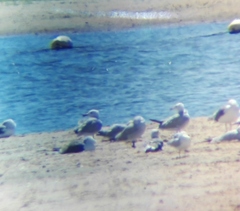 Ichthyaetus audouinii