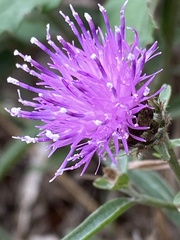 Centaurea nigra