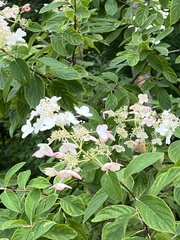 Hydrangea paniculata