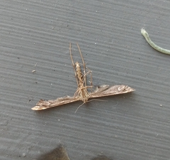 Amblyptilia pica