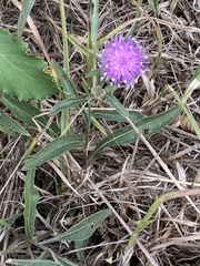 Centaurea nigra