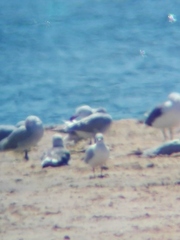 Ichthyaetus audouinii