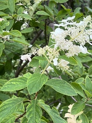 Hydrangea paniculata