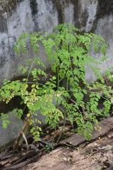 Moringa oleifera