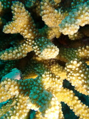 Pocillopora