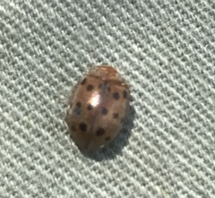 Epilachna varivestis