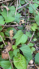 Ampelopsis glandulosa