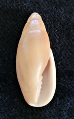 Probata barbadensis
