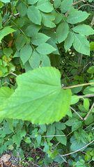 Ampelopsis glandulosa