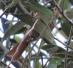 Pachyramphus castaneus