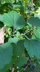 Ampelopsis glandulosa