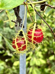 Passiflora ciliata