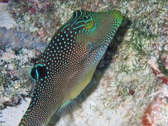 Canthigaster solandri