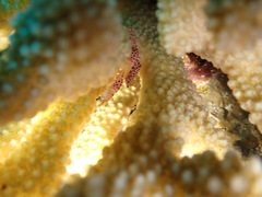 Trapezia rufopunctata