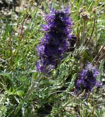 Phacelia sericea