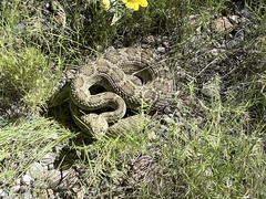 Crotalus scutulatus