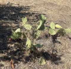 Opuntia oricola