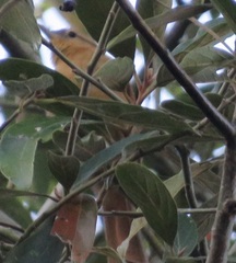 Pachyramphus castaneus