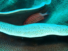 Sargocentron diadema