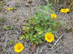 Coreopsis nuecensis
