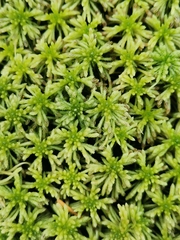 Sphagnum girgensohnii
