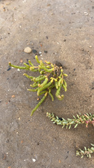 Salicornia