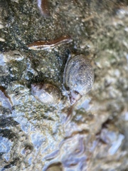 Physa