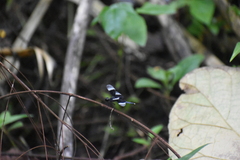 Neurothemis tullia