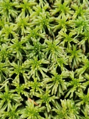 Sphagnum girgensohnii