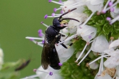 Hylaeus communis