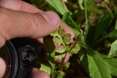 Botrychium pinnatum image