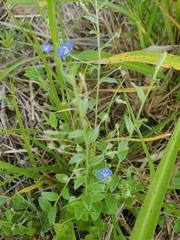 Evolvulus alsinoides