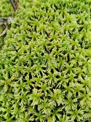 Sphagnum girgensohnii