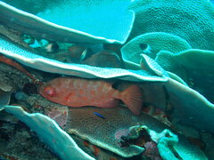 Heteropriacanthus carolinus