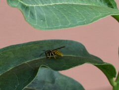 Vespula flavopilosa