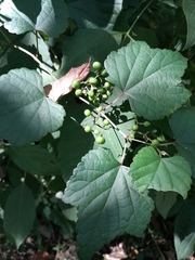 Ampelopsis glandulosa