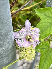 Passiflora ciliata