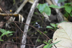 Neurothemis tullia