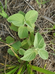 Sida cordifolia